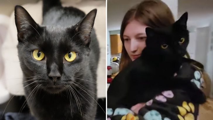 New Hampshire Family Reunites With Their Cat Found 8 Months Later And 800 Miles Away