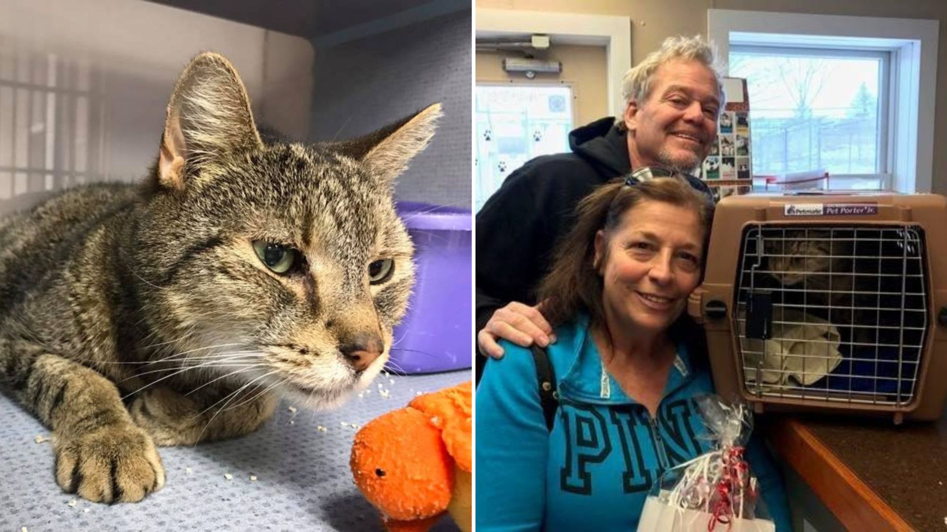 cat reunites with family