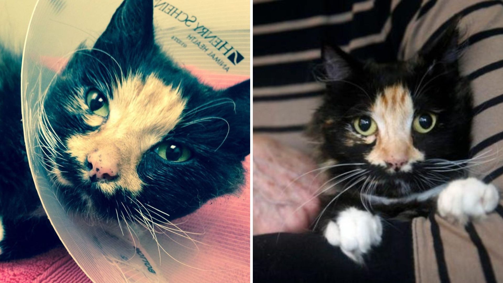 Oakland Cat Survives Severe Abuse And Battles Back Against All Odds