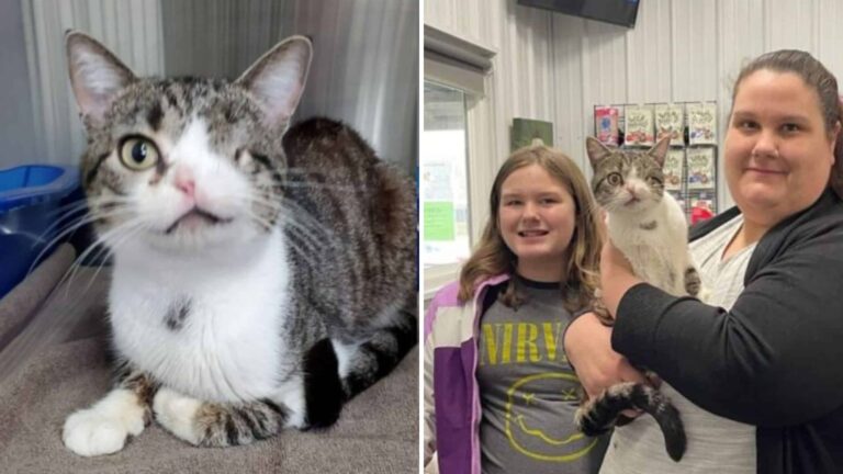 Ohio Cat Missing An Eye And Nostril Finally Finds A Home After Years Of Pain