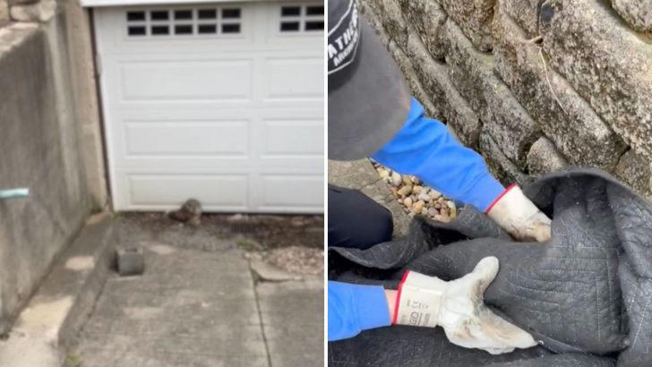 Ohio Plumber Spots A Mysterious Brown Clump On The Ground And Freezes When It Starts Moving