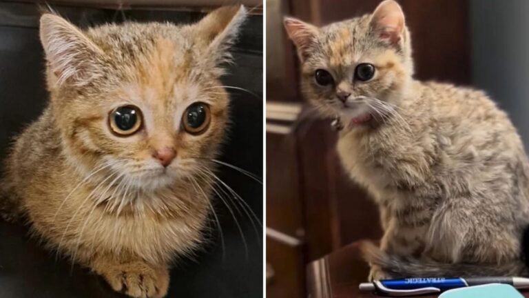 Ohio Woman Saves A Street Kitten Believing It’s 7 Weeks Old Only To Be Shocked By The Truth
