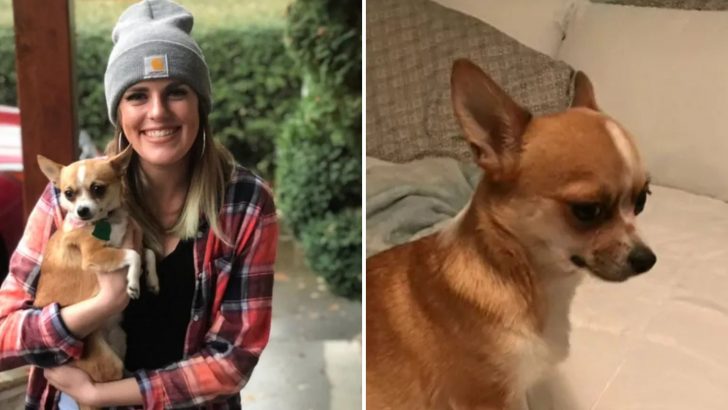 Oregon Woman Adopts A Cute Chihuahua Puppy From Craigslist, Then Discovers A Shocking Truth