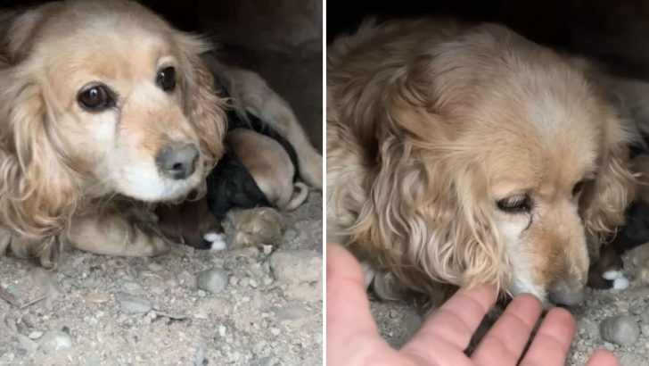 Owner Dumps His Dog And Her Four Puppies On The Street Just Because He Doesn’t Like Their Breed