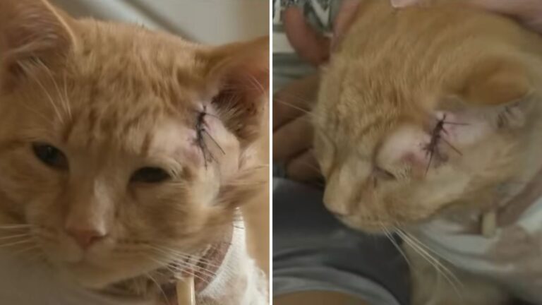 Pennsylvania Cat Becomes A Hero After Saving Toddler From A Bullet