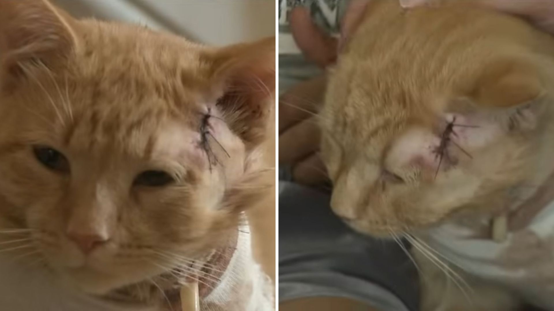 Pennsylvania Cat Becomes A Hero After Saving Toddler From A Bullet