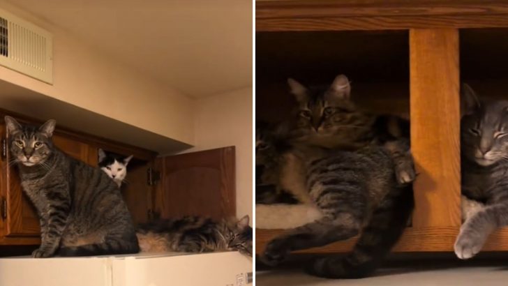 Pittsburgh Man Finds His Cats Sleeping In The Strangest Spot And He Knows Just What To Do