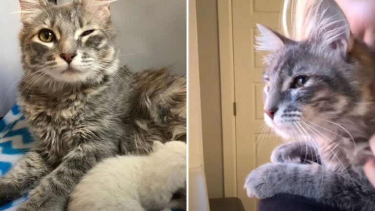Pregnant Kitten Left At California Shelter Finds Love And Comfort In Foster Care