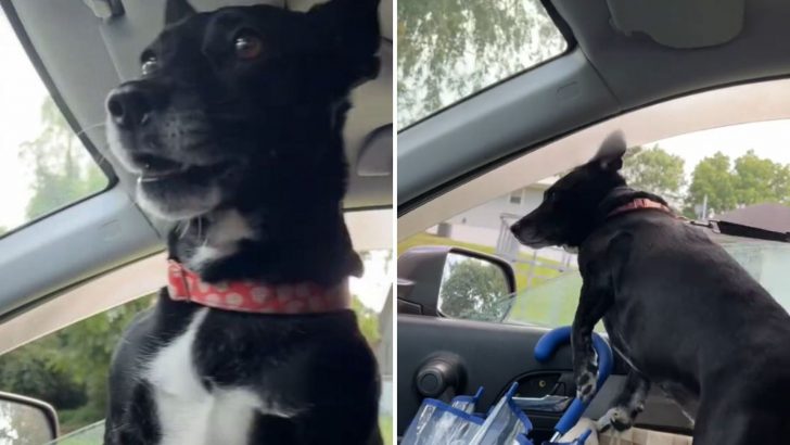 Pup Rescued From Tennessee Shelter Can’t Hide Her Joy Every Time She Realizes She’s Going Home