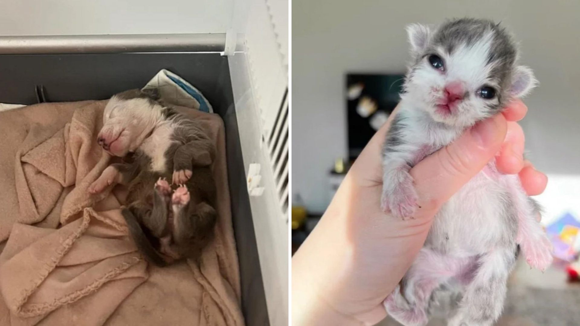 Rejected By Their Mamas, Milwaukee Puppy And Kitten Refuse To Leave Each Other’s Side