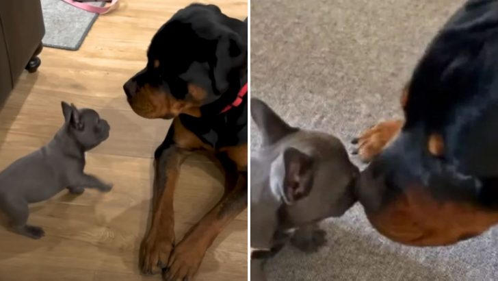 Rottweiler In Oklahoma Meets His New Puppy Sibling, And His Response Is Priceless