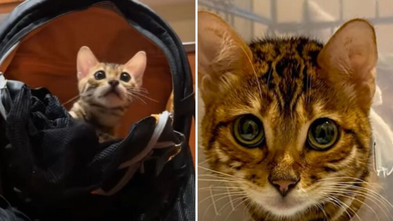 Seattle Team Rescues A Young Bengal Kitten From The Street Then Realize Why He Was Abandoned