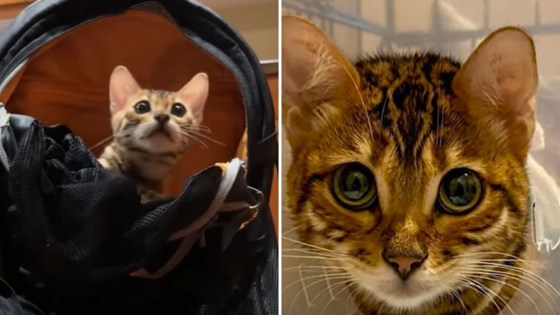 Seattle Team Rescues A Young Bengal Kitten From The Street Then Realize Why He Was Abandoned