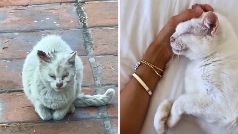 Senior Cat Spends Over A Decade On LA Streets, Loses His Brother, Then Finds True Love