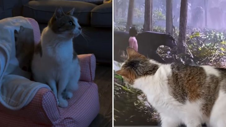 Senior Shelter Cat Picks Her Family, Then Turns Their Home Into Something They Never Expected