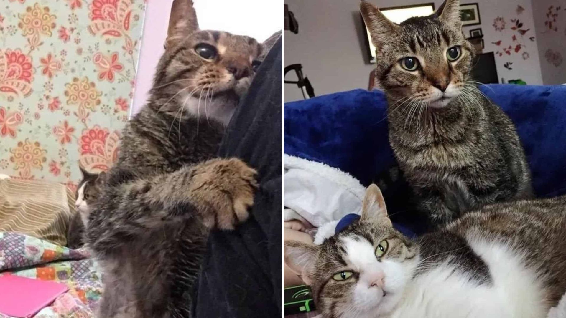 Senior Texas Cat Loses His Family But Finds A New Beginning