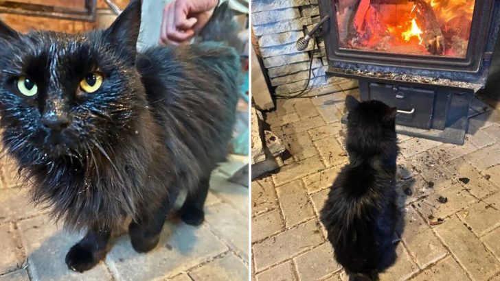 Shivering Stray Appears Out Of Nowhere One Night And Stuns The Woman With Her Next Move