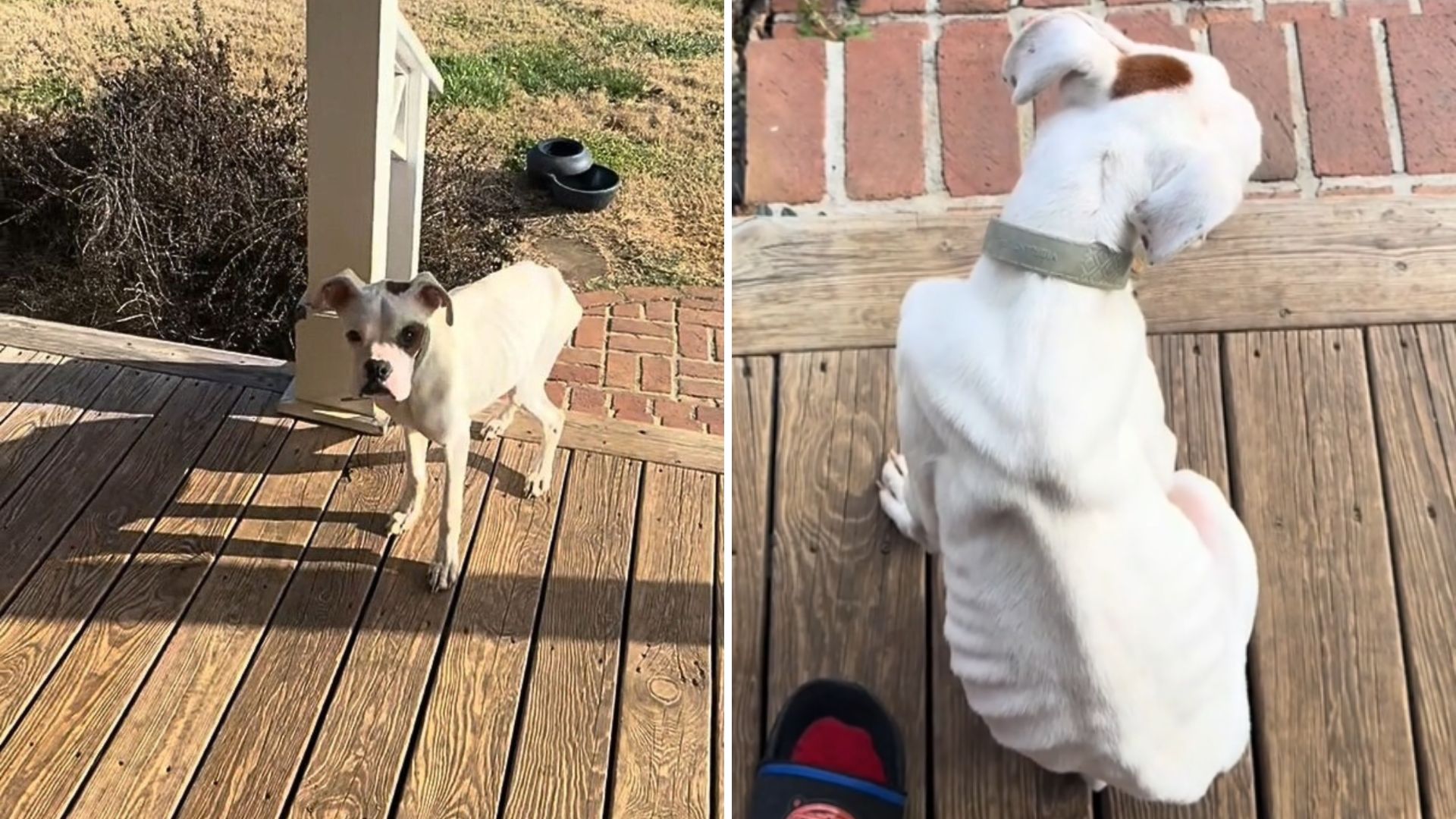 Skinny Dog Shows Up On Couple’s Porch In Tennessee, Begging For Help And A New Beginning