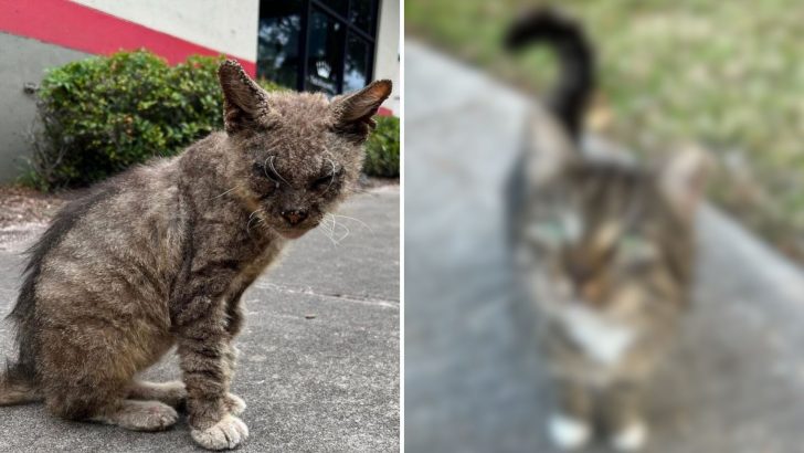 Stray Cat With Severe Scabies Gets Rescued By Kind Woman In Florida, Just Look At Him Now!