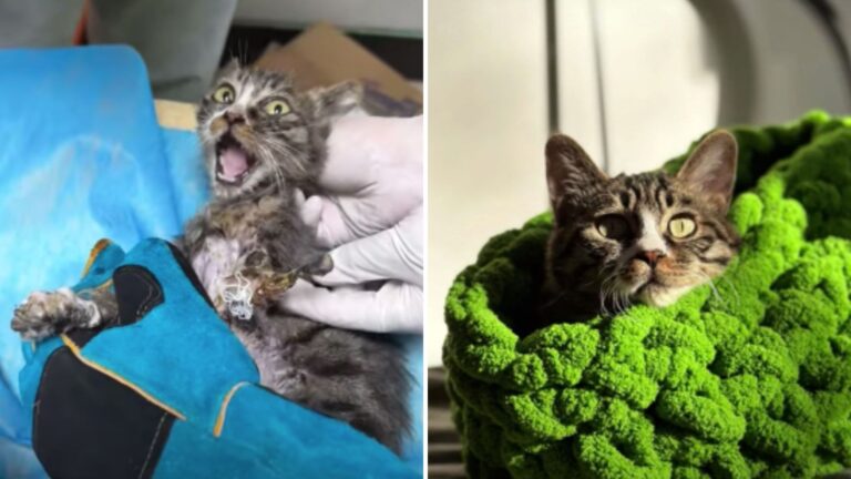 Stray Kitten Overcomes Brutal Dog Attack And Finds A Fairy Tale Ending