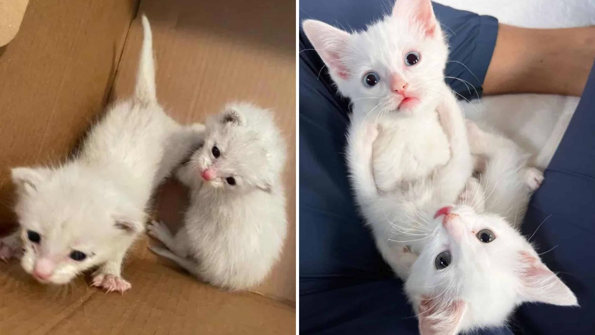 Tennessee Family Rescues Two Tiny Kittens After Hearing Frantic Cries In Their Yard