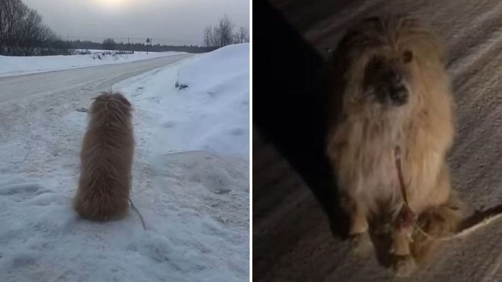 Tied To A Fence In Freezing Snow, Dog Kept Waiting For Her Human Who Left And Never Returned