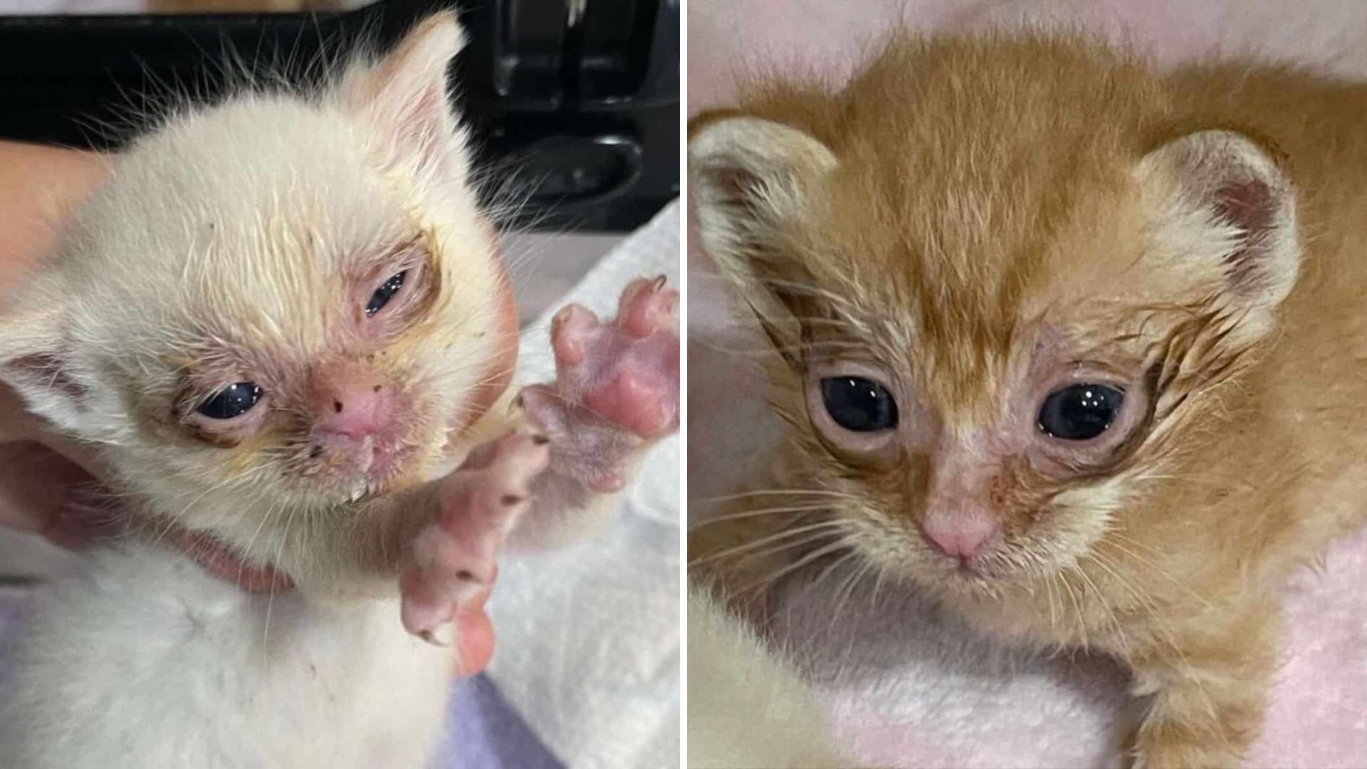 Two Tiny Kittens Abandoned In A Box In LA Face A Tough Start At Only Three Weeks Old