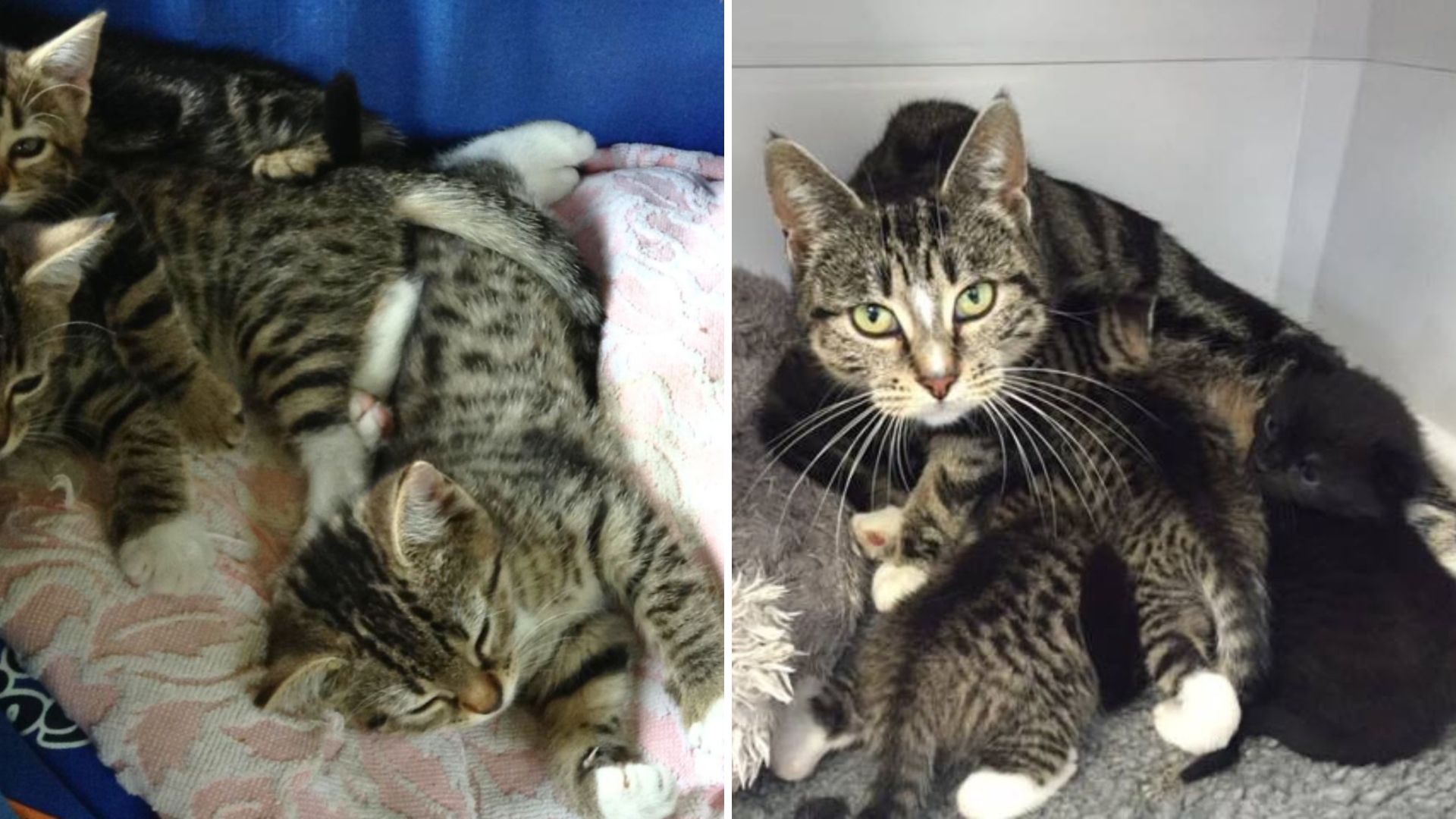 Vet Finds A Box Of Kittens At Doorstep, But What Happens Next Leaves Her In Shock
