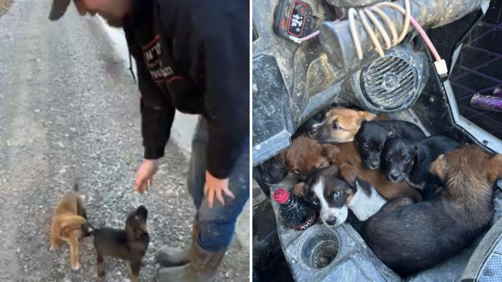 While Riding ATVs In Kentucky, A Couple Spots 7 Tiny Creatures Chasing Them For Help