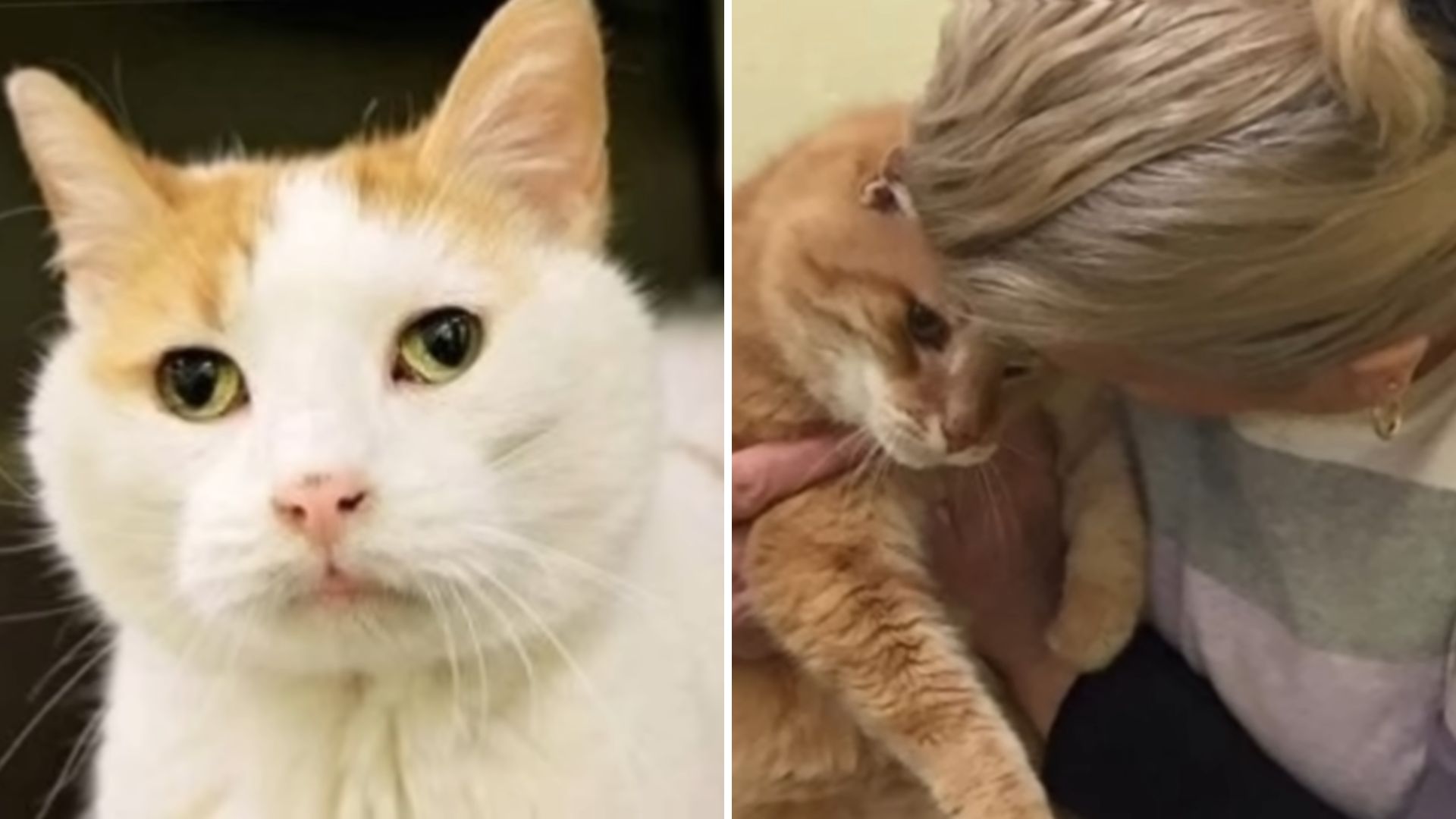 Woman Adopts A Cat From Maryland Shelter, Then Realizes She’s Made A Huge Mistake