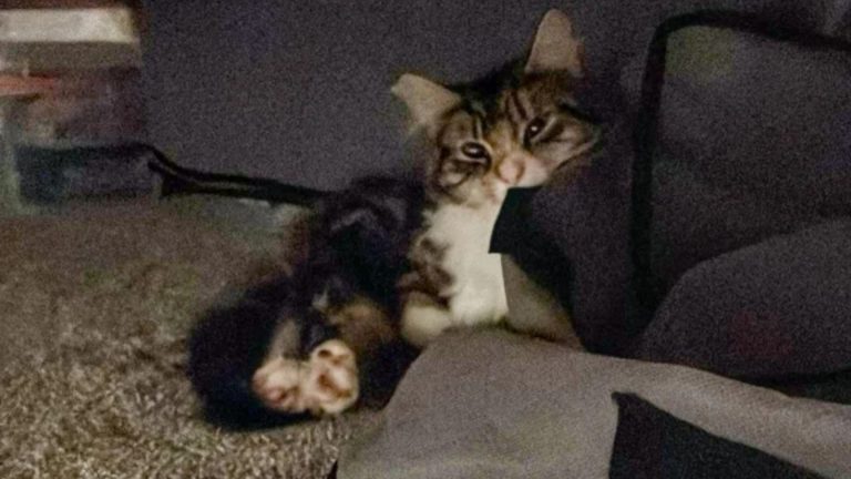 cat hiding under bed