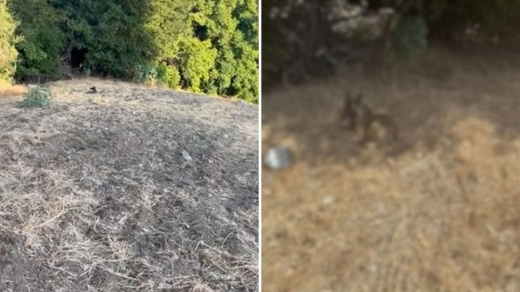 Woman Takes A Stroll And Sees An Unexpected Visitor Watching Her From A Hillside In California