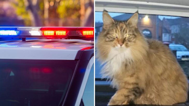 Woman Thought Her Cat Was Out Exploring Until Police Knocked With An Unexpected Surprise