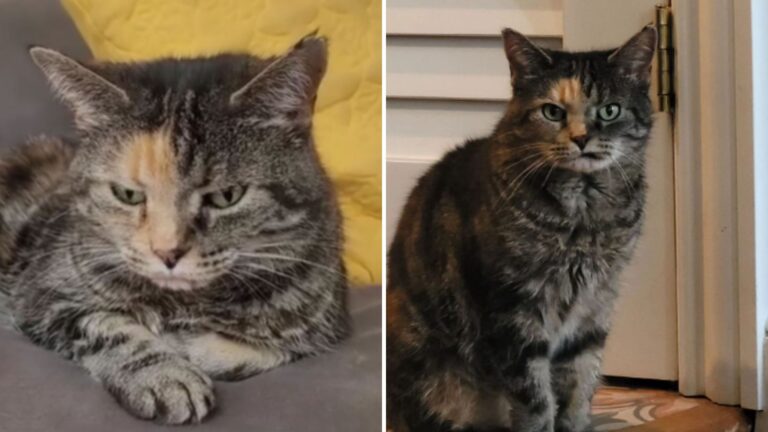 Woman Visits Washington Shelter “Just To Look” But Returns Home With Cat No One Wanted