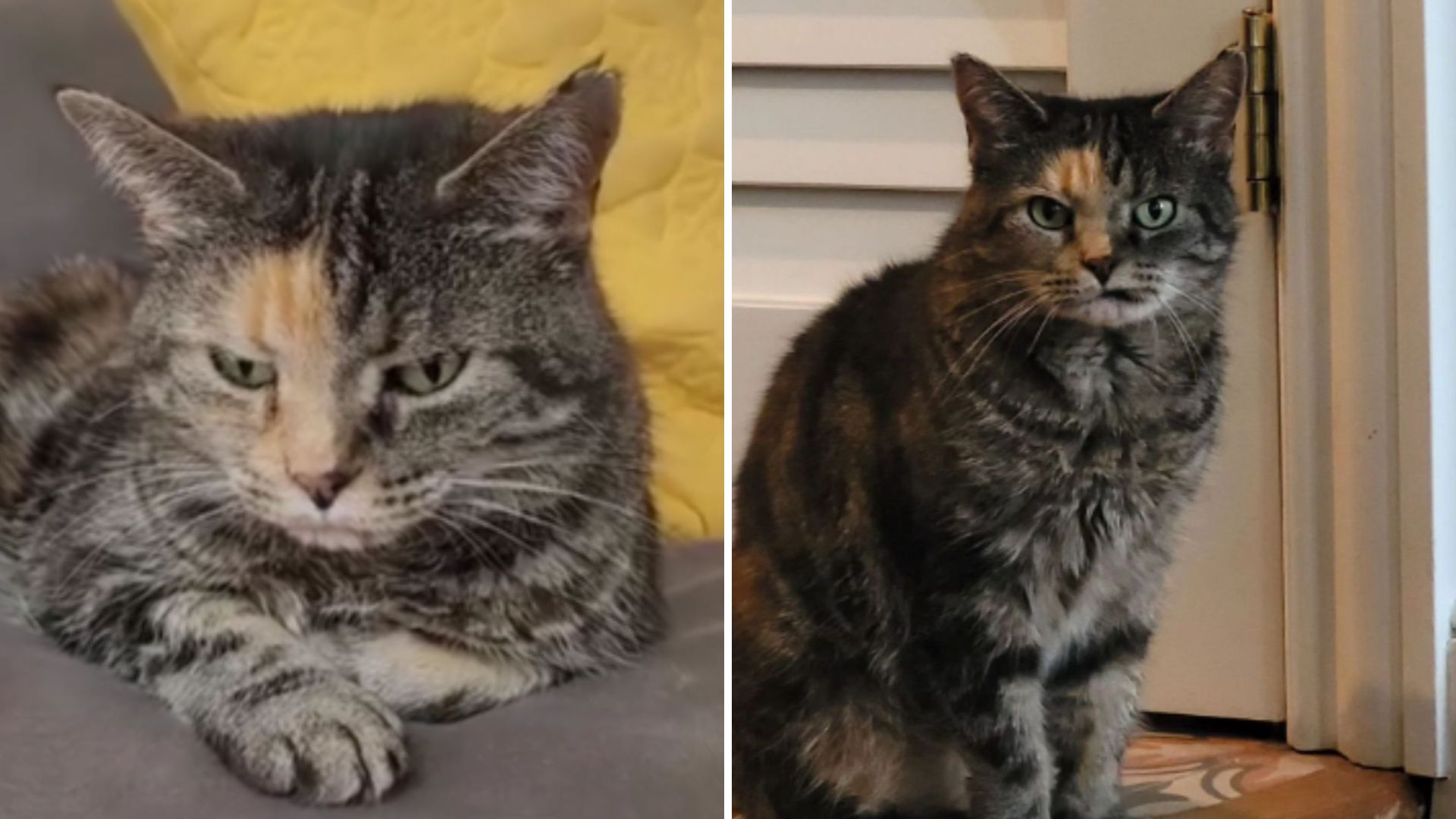 Woman Visits Washington Shelter “Just To Look” But Returns Home With Cat No One Wanted