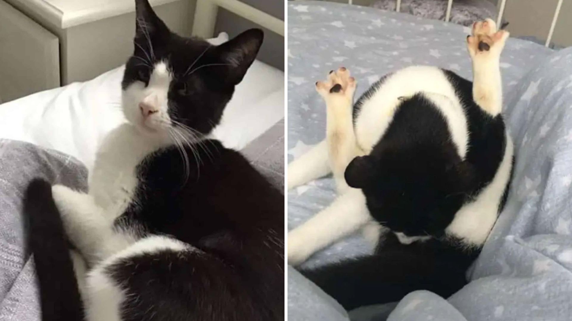 Woman Wakes Up To Find A Random Cat In Her Bed Which Both Shocks And Amuses Her