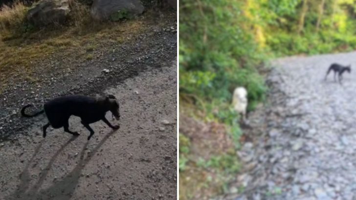 Woman Walking Her Dog Stumbles Upon A Tiny Creature In A Ditch And Can’t Believe What It Is