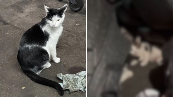 Workers At Bronx Tire Shop Find A Cat In A Tire, Then They Notice The Tiny Surprise Beside Her