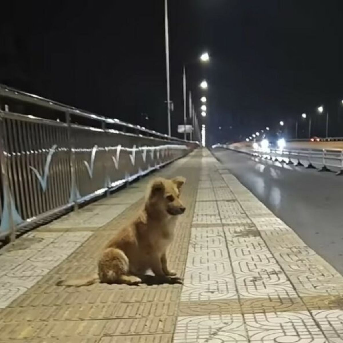 abandoned dog