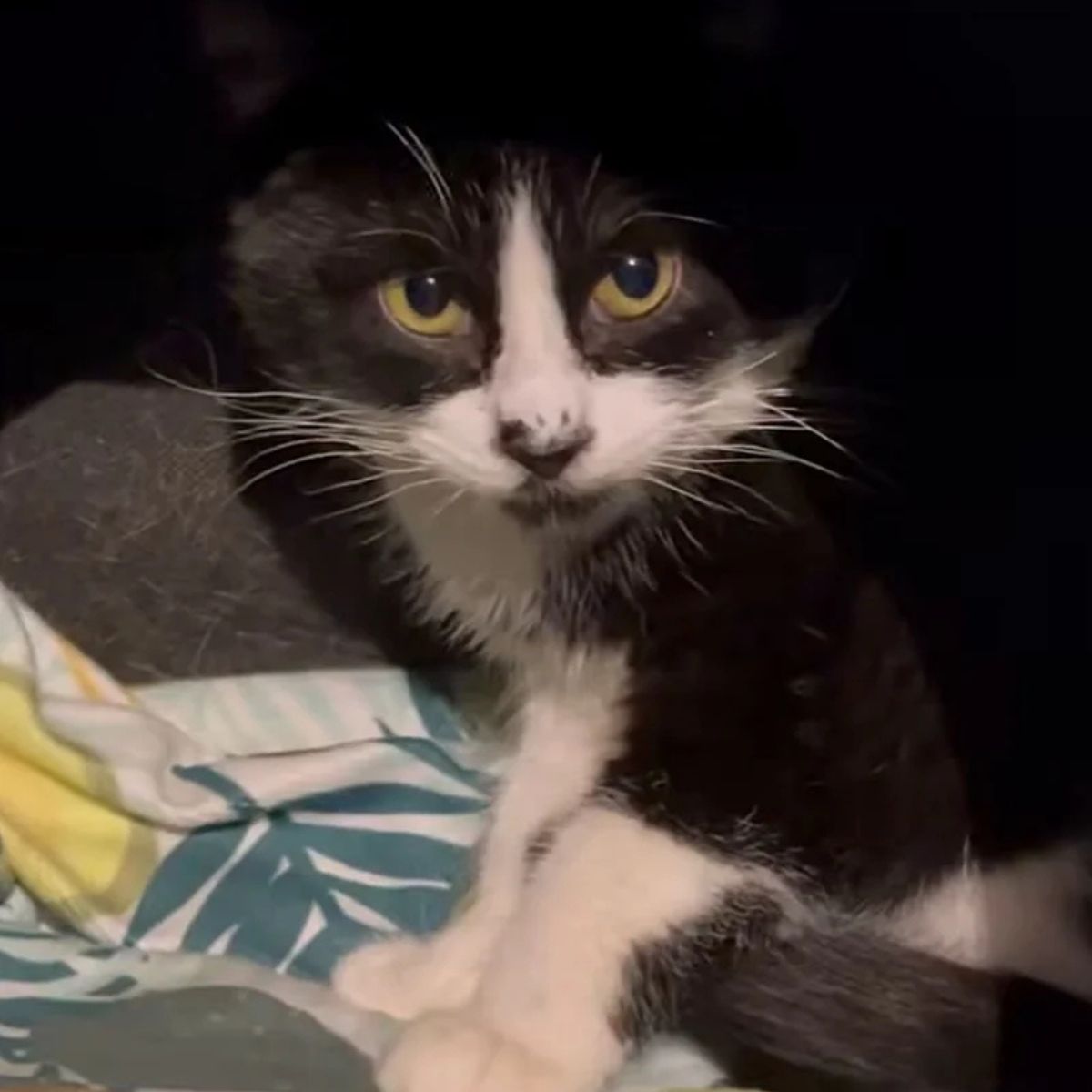 adorable black and white cat