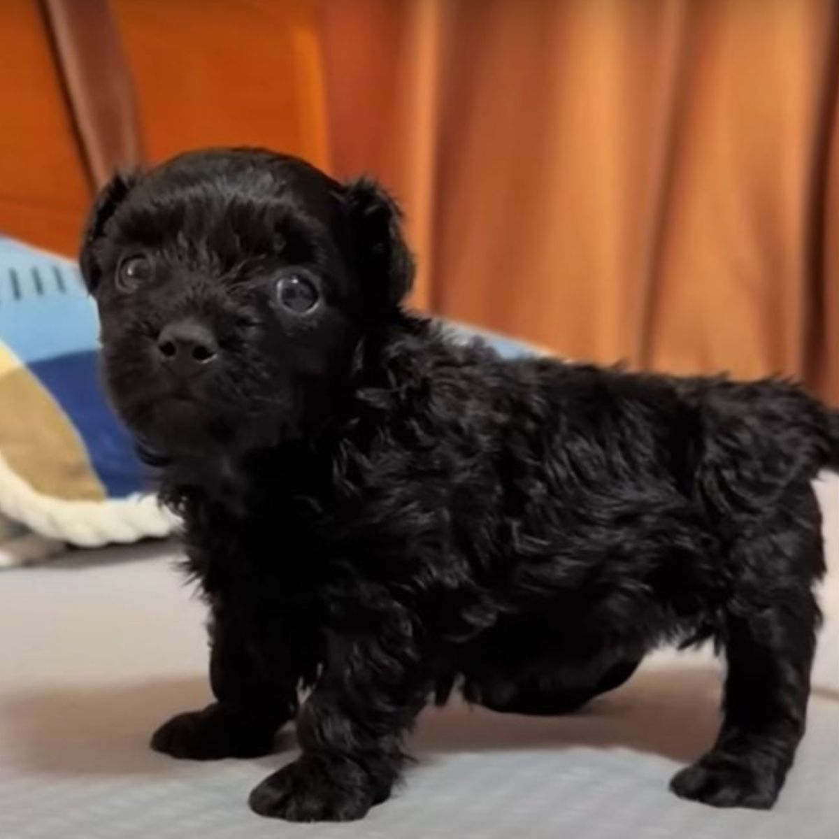 adorable black puppy