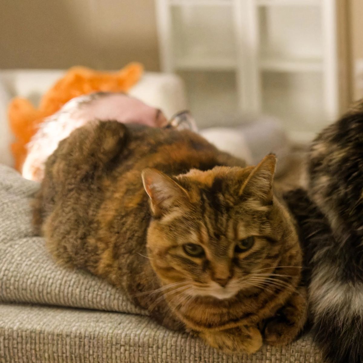 adorable cat laying down