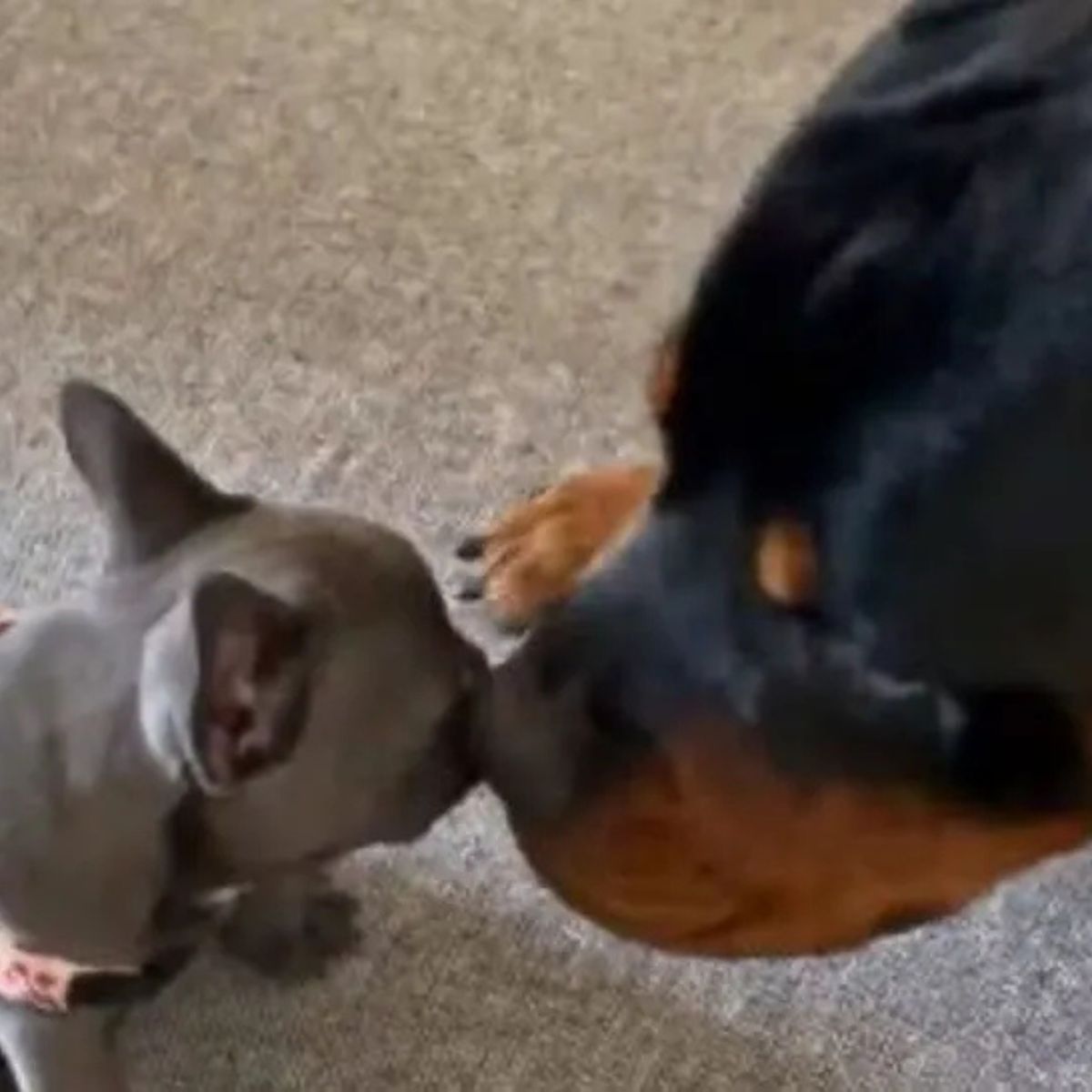 adorable rottweiler and french bulldog puppy