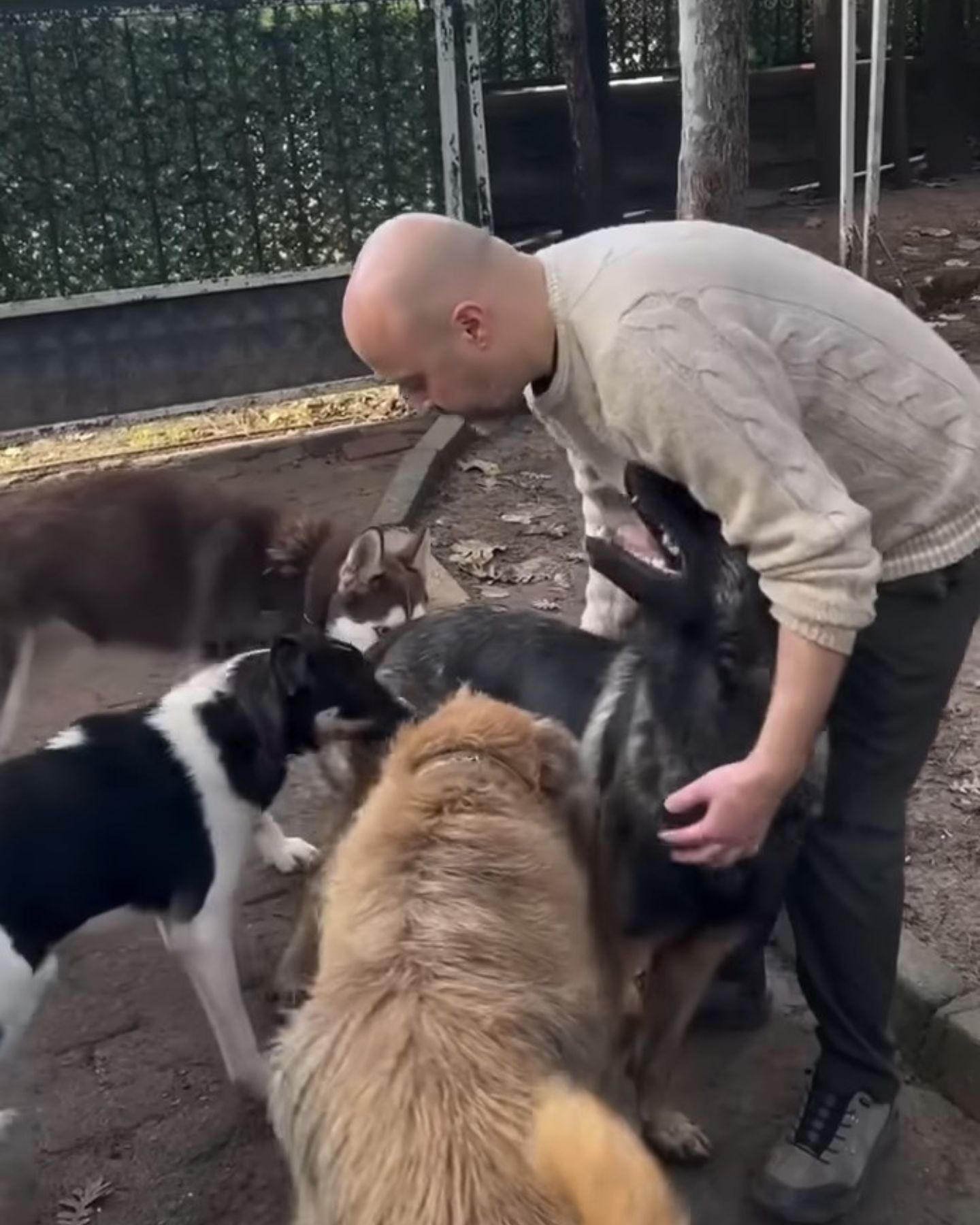 bald man and four dogs