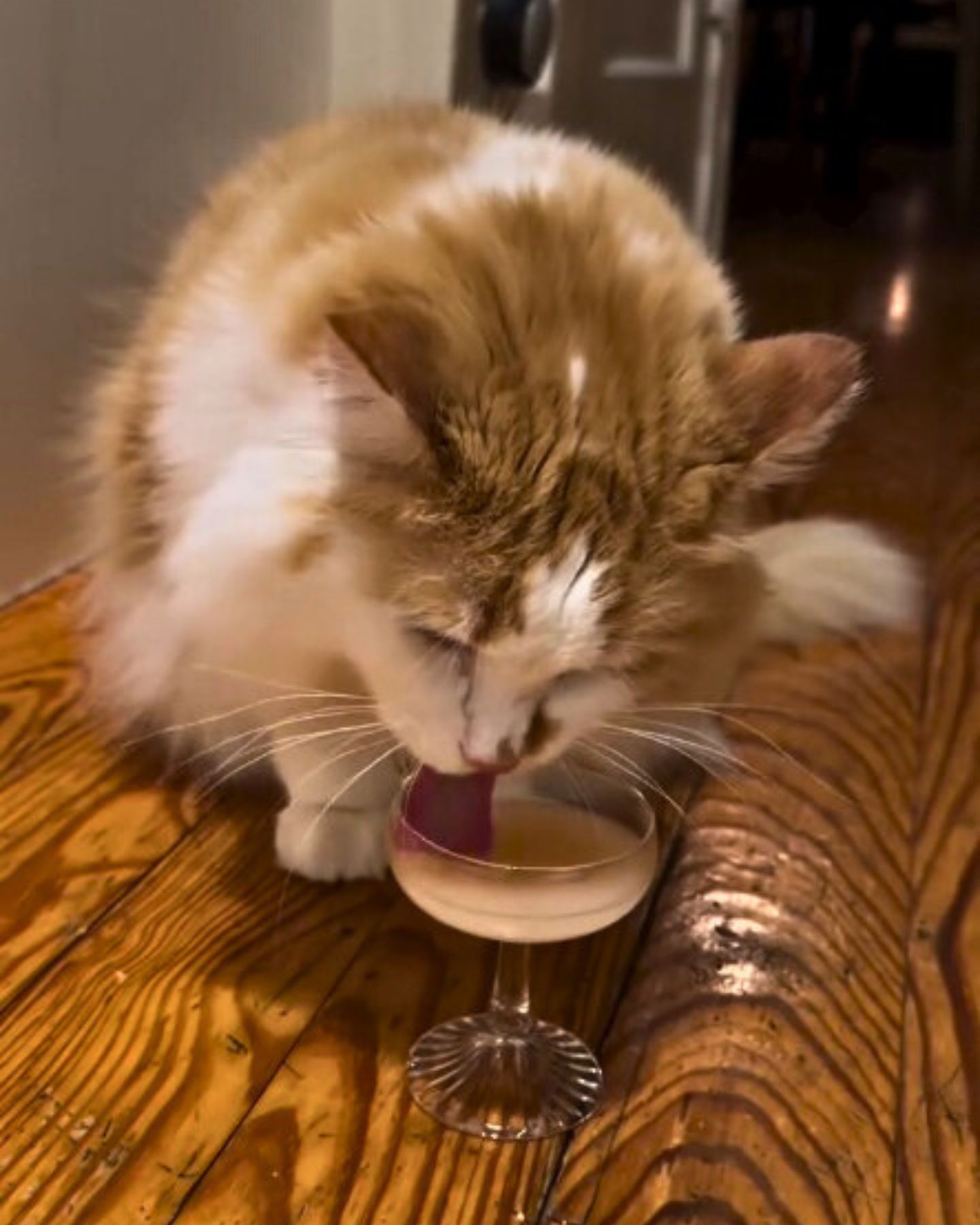 beautiful cat drinking a milk