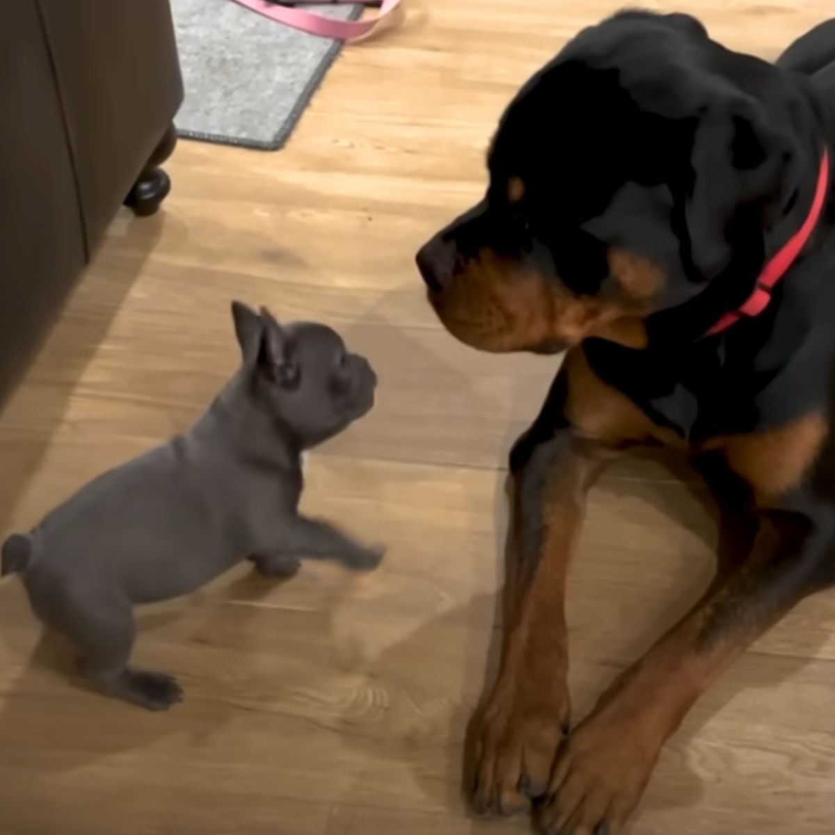 big rottweiler and a tiny puppy