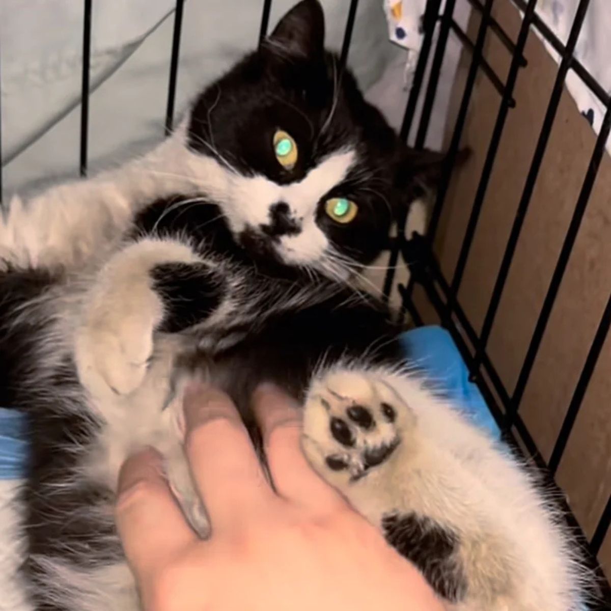 black and white cat in crate