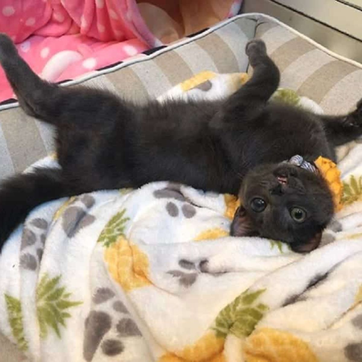 black cat laying on a bed