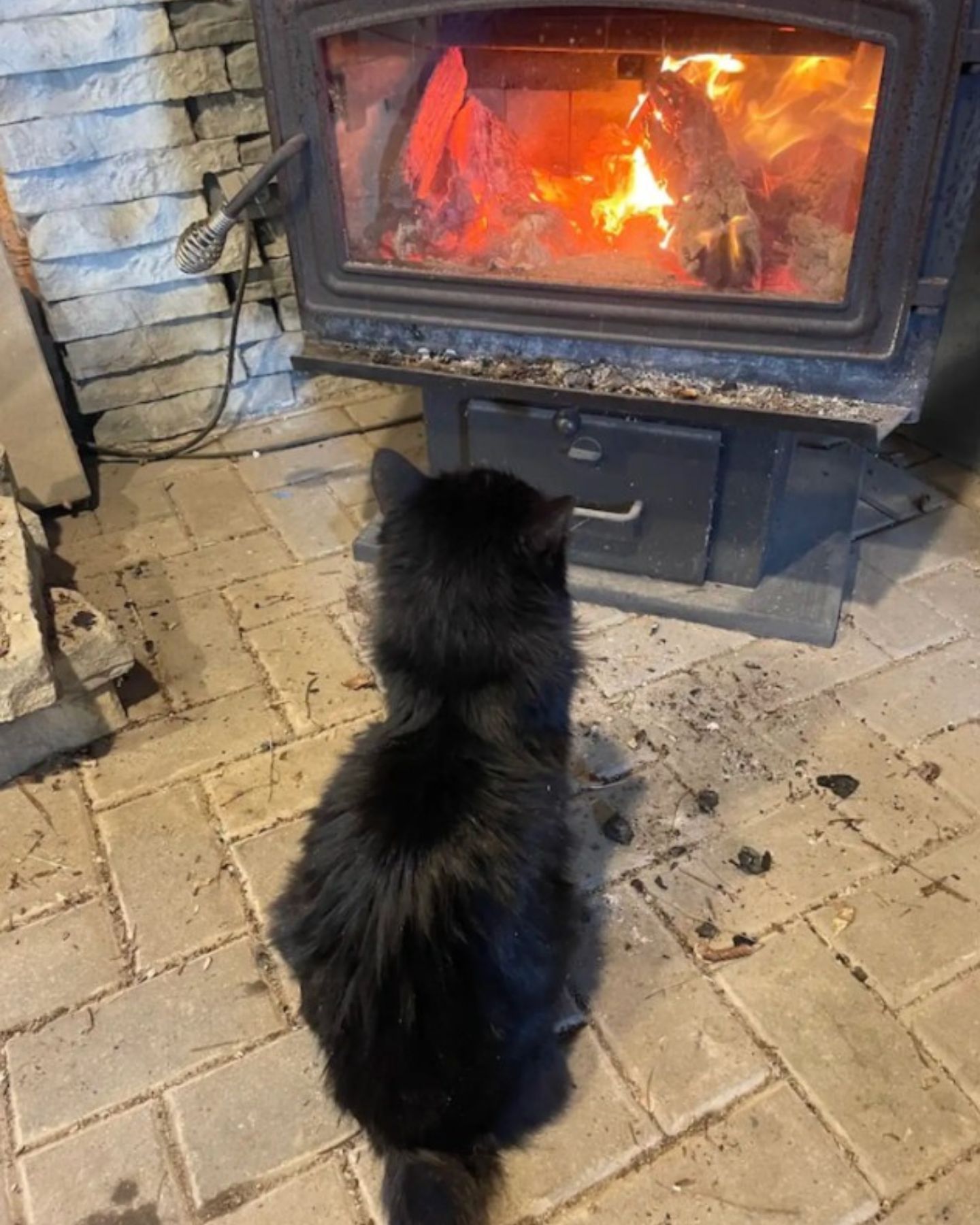 black cat watching a fire