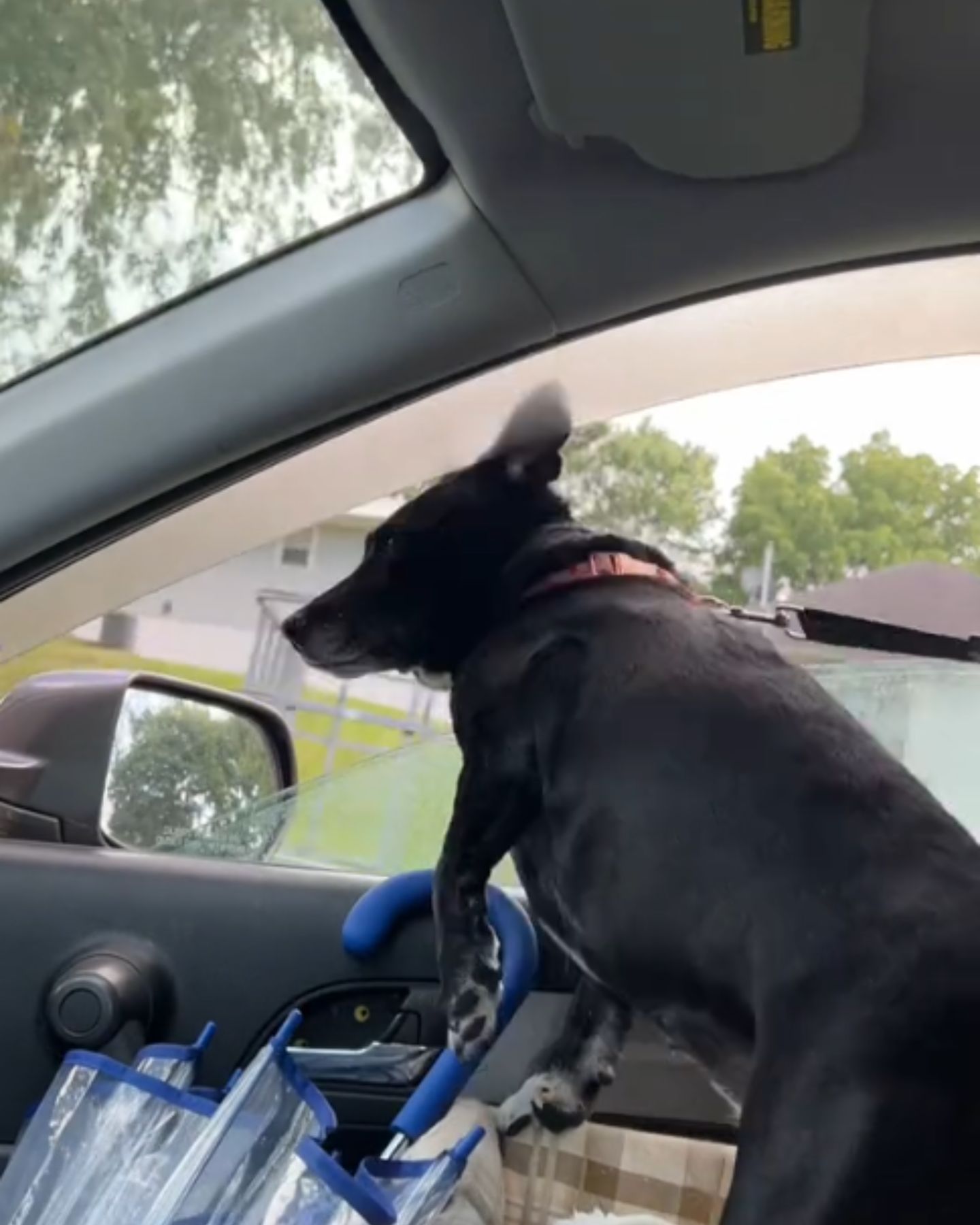 black dog in a car